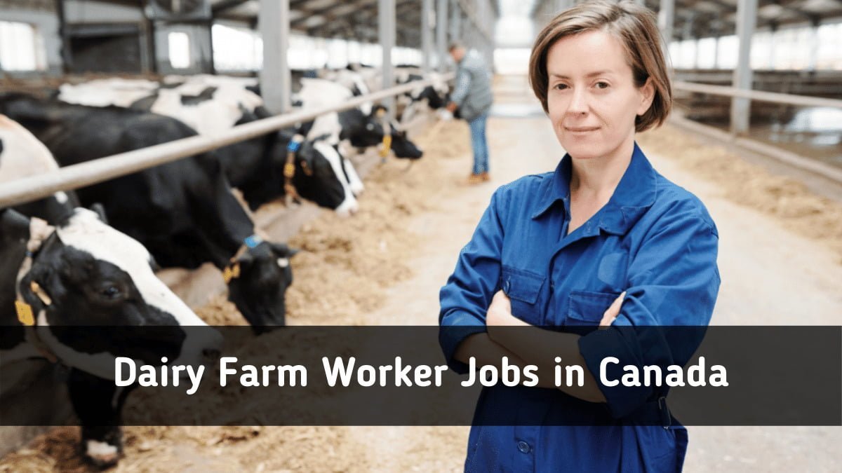Dairy Farm Worker Jobs in Canada